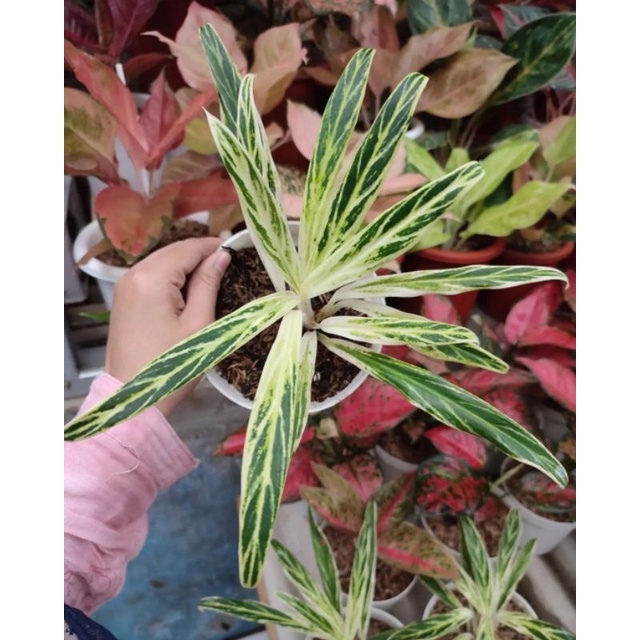 [✅COD]  AGLONEMA BAMBOO - (AGLONEMA REMAJA)/ BUNGA AGLONEMA