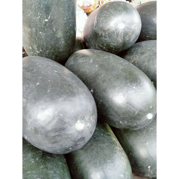

SEMANGKA LONJONG