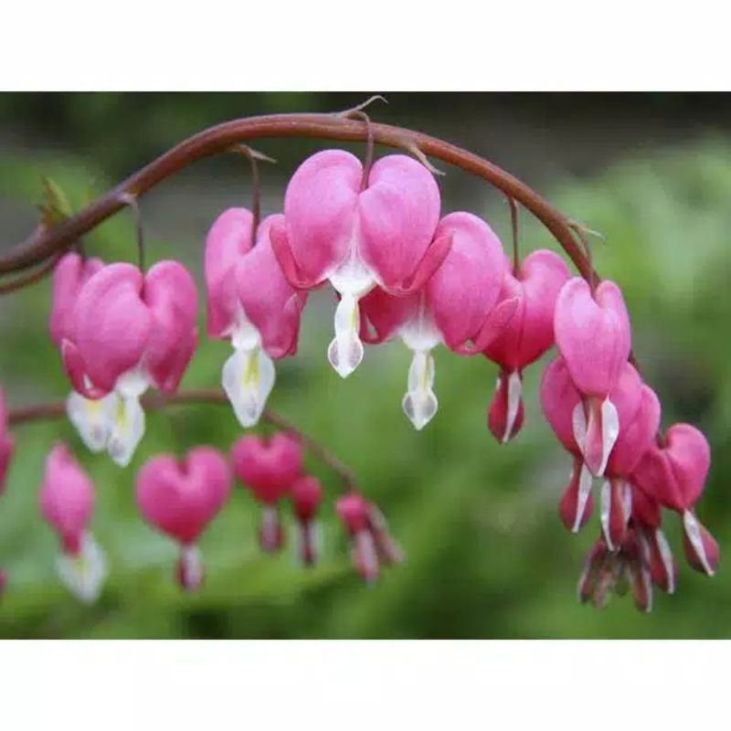 Biji bunga air mata pengantin