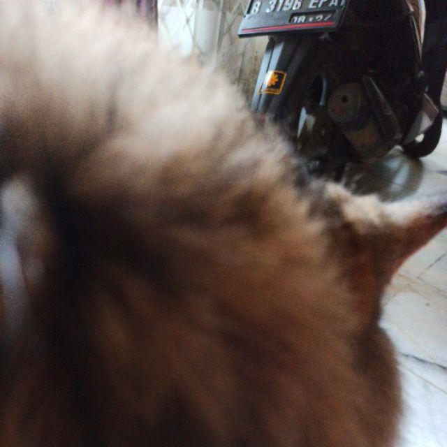 Bedspread Gripper/penjepit Sprei