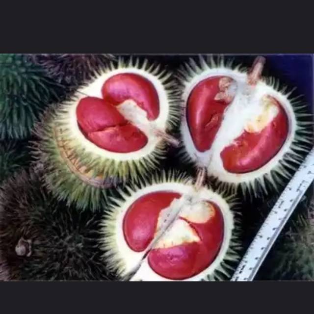 

Durian merah