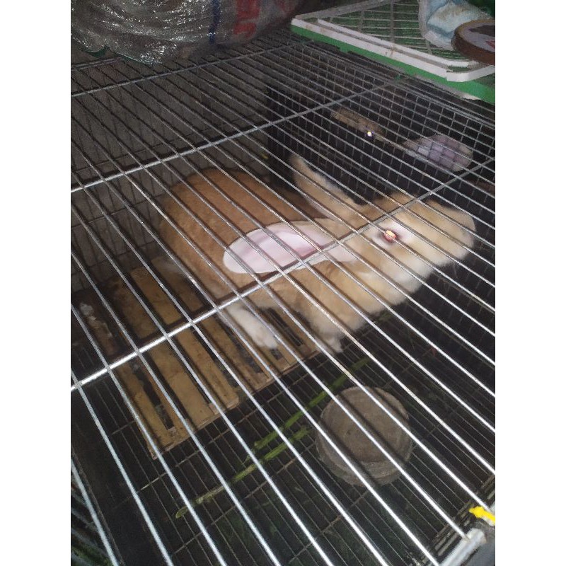 jual indukan kelinci flemish giant