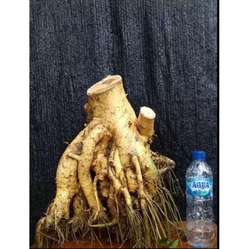 DANGKEL BAHAN BONSAI SERUT/MODEL AKAR TERBALIK