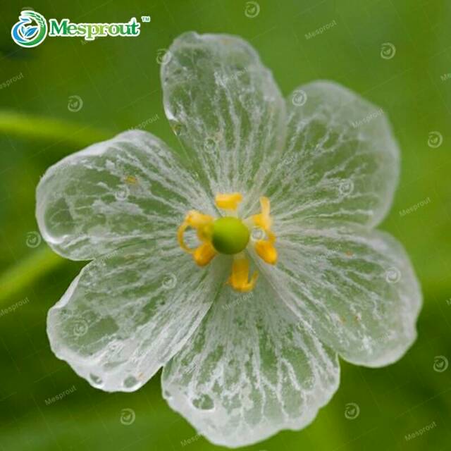biji benih tanaman bunga transparan air