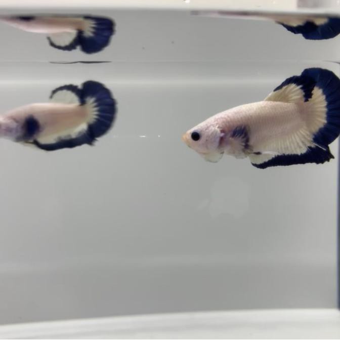 CUCI GUDANG blue rim cupang thailand