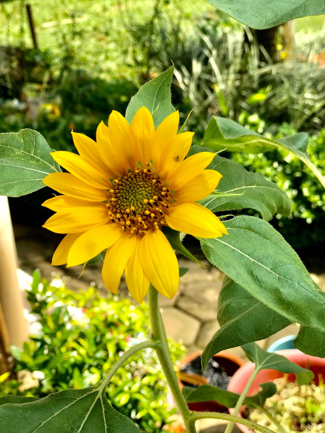 Murah Bibit Pohon Bidara Arab Unggul