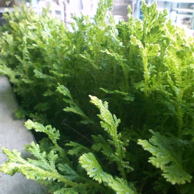 

daun cakar ayam segar 500 gram