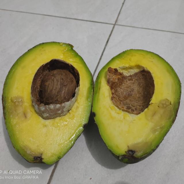 

ALPUKAT SUPER HASIL KEBUN PRIBADI