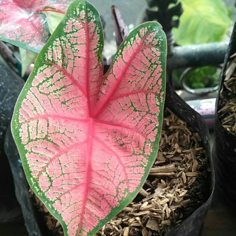 Caladium Pink beauty Langka