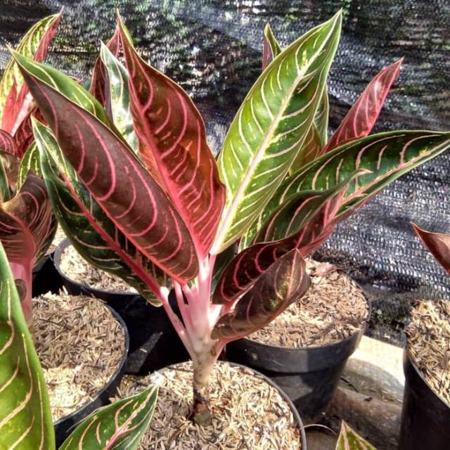 Tanaman Hias Aglaonema Red Sumatera Daun Rimbun - Pride Of Sumatera