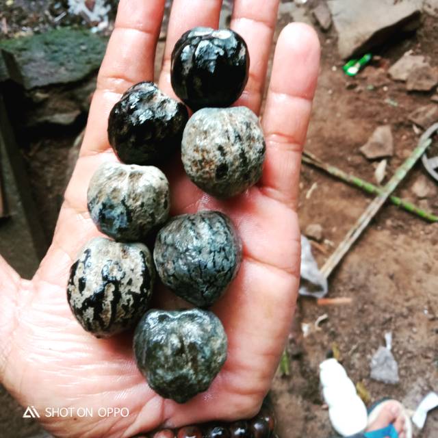 Muncang adu,kemiri macan,kemiri kuat,