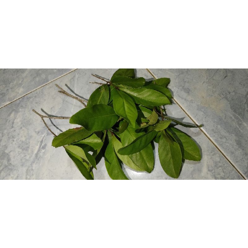 

Daun salam kering