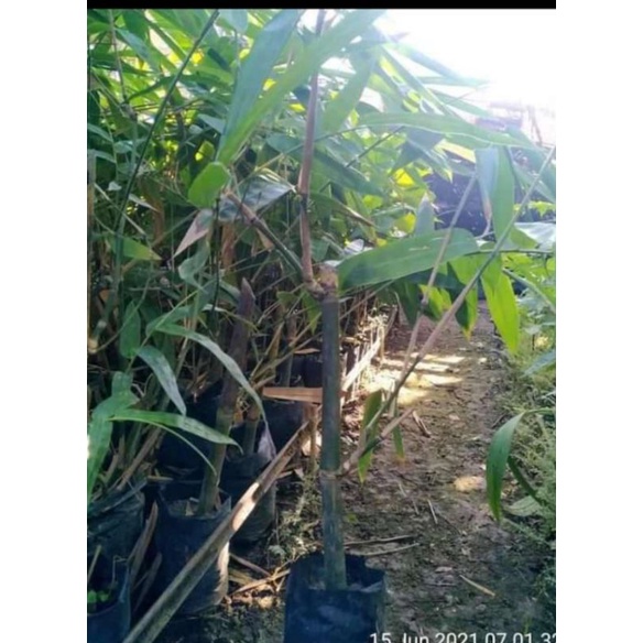 Tanaman bambu petung/ rebung