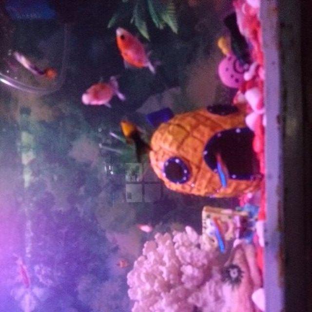 Lebih HEMAT Satu Set Hiasan  Aquarium  SpongeBob Aksesoris 