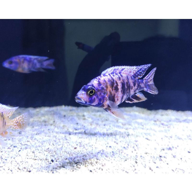 ob peacock cichlid / Ikan Hias Cichlid / Cichlid / Ikan Hias Cichlid Ob Peacock / ob peacock