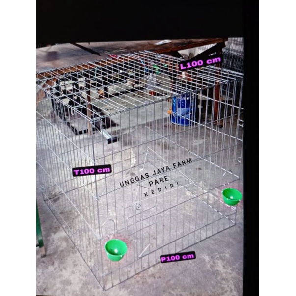 kurungan ayam jago bangkok taji philipin jemur semi lipat