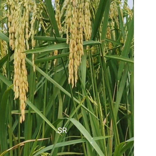 Harga Padi Sr Genjah Terbaru November 2021 | BigGo Indonesia