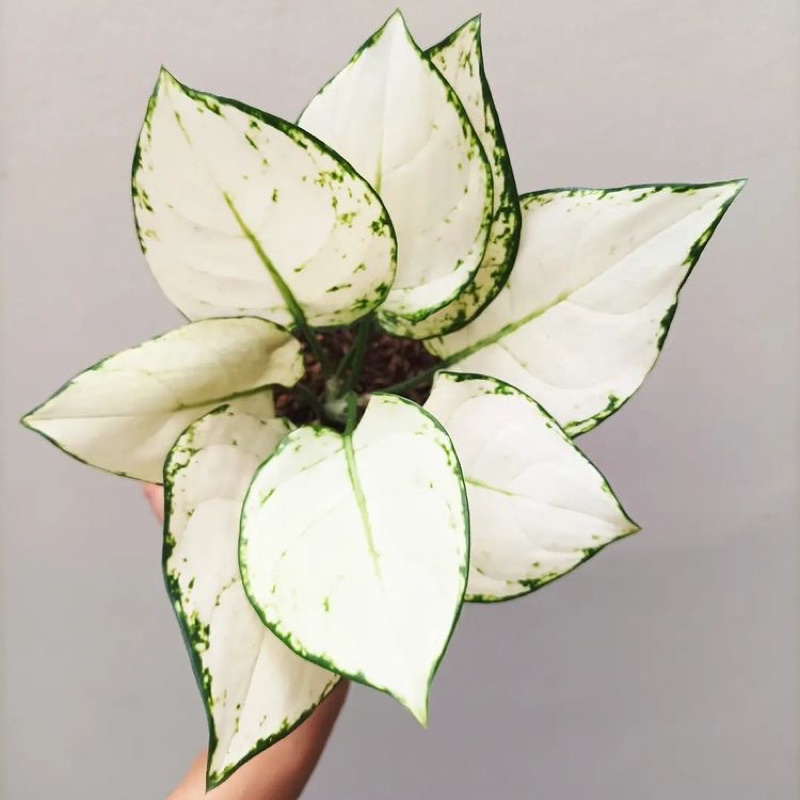 Tanaman Hias Aglonema Snow White - Aglonema - Aglonema hias - Aglonema cantik - Aglonema hidup - tan