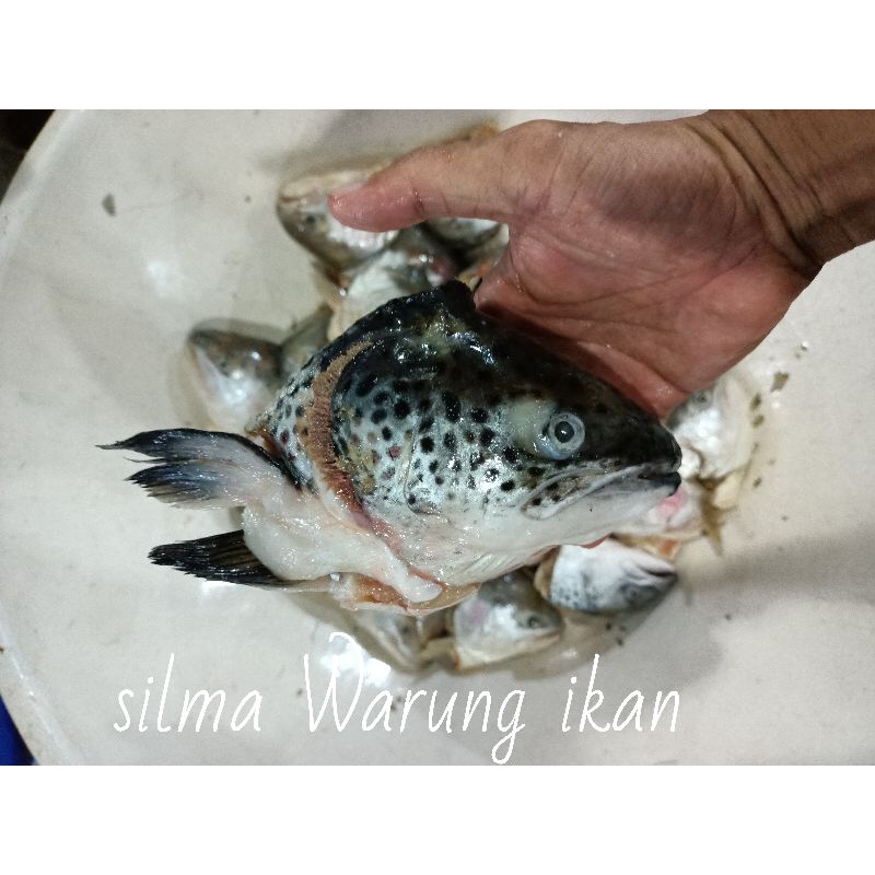 

KEPALA IKAN SALMON SEGAR FROZEN 1KG