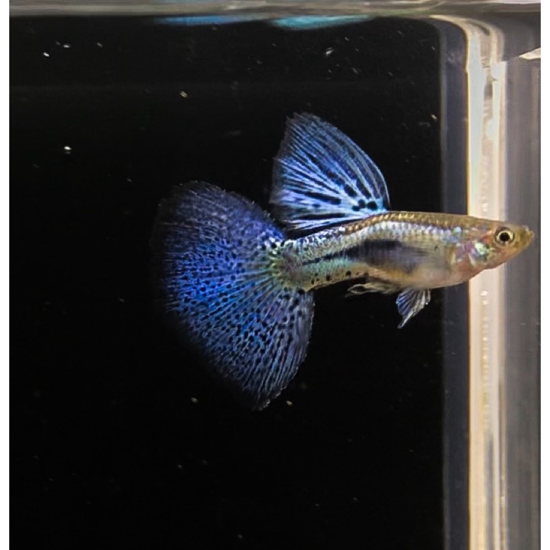 Ikan Guppy Blue Grass Grade A, ikan hias guppy