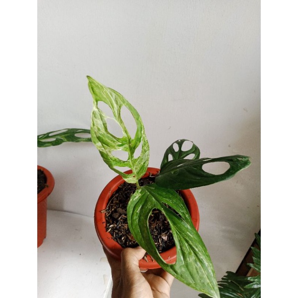 Monstera Adansonii Variegata Mint /  Janda Bolong Varigata Mint / Janbol Varmint