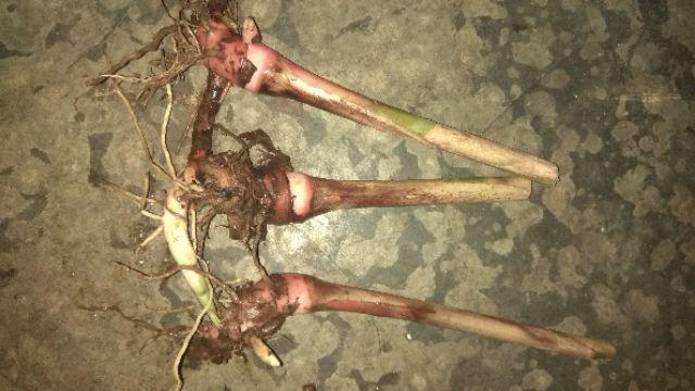 Bibit Kapulaga Hibrida Super Jumbo Kwalitas 1