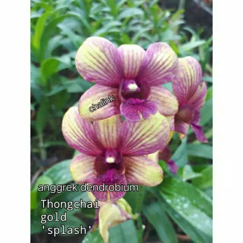 Jual Anggrek Dendrobium Thongchai Gold Splash Indonesia|Shopee Indonesia