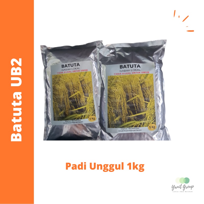 Jual Benih Padi Batuta Ub Padi Unggul Kg Shopee Indonesia