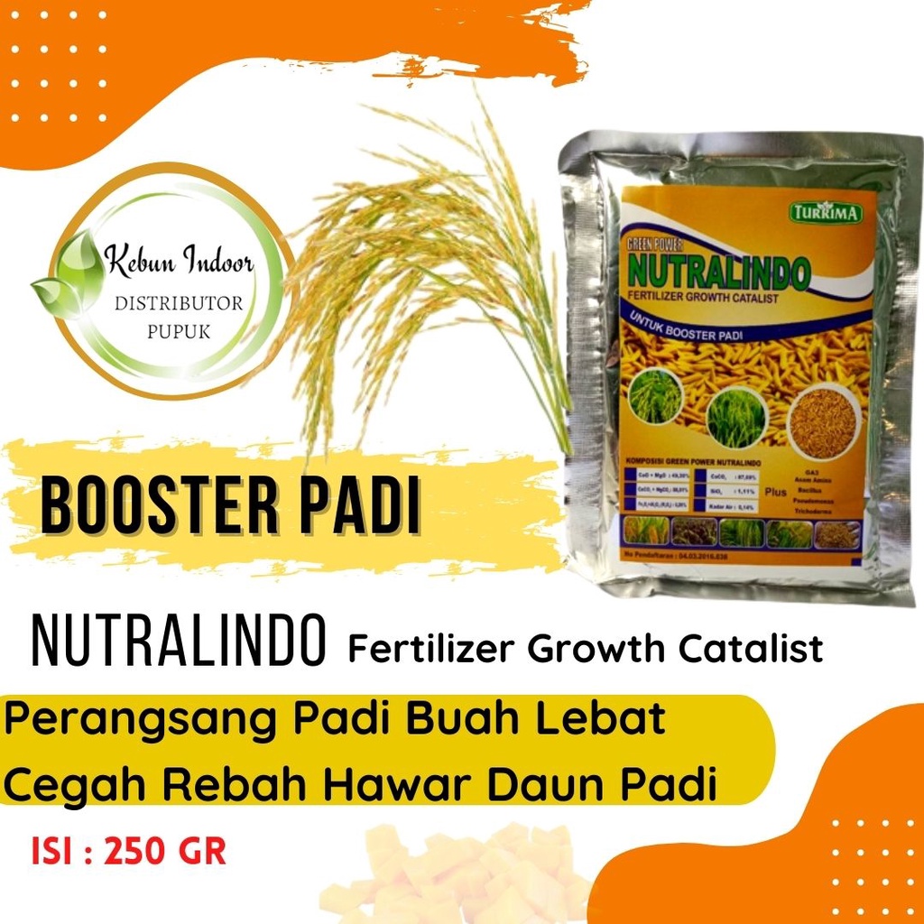 Pupuk Booster Padi, Pupuk Padi Semprot Pelebat Buah Padi, Pupuk Tanaman Padi Anti Layu