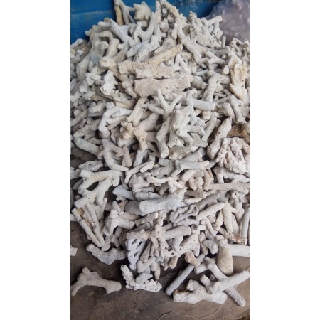 

karang jahe per 1,kg berkualitas