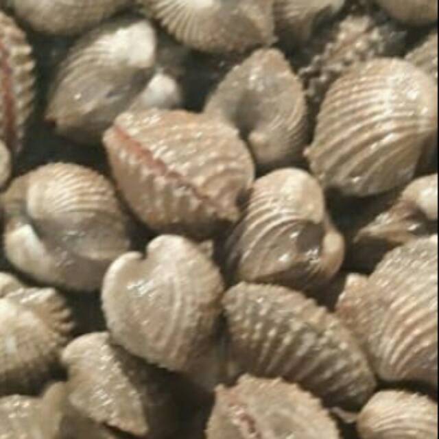 

Kerang Dara Hidup 500 Gram sd.1 Kg (E.19)