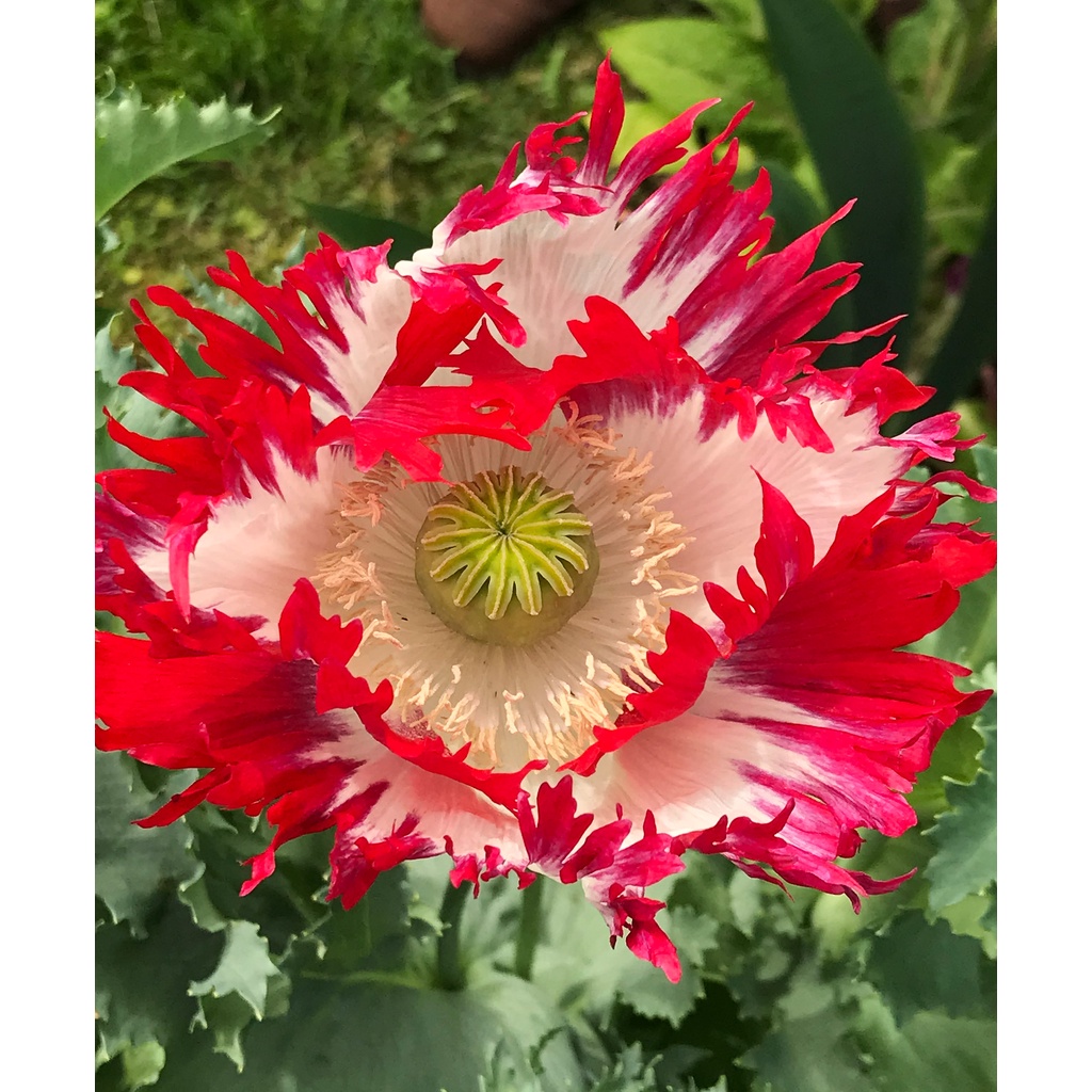 Benih Bibit Biji - Bunga Poppy Papaver Danish Dwarf Flower Seeds - IMPORT