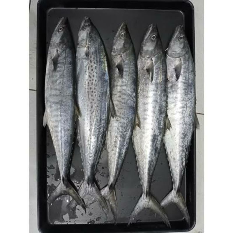 ikan tengiri segar 500 gram