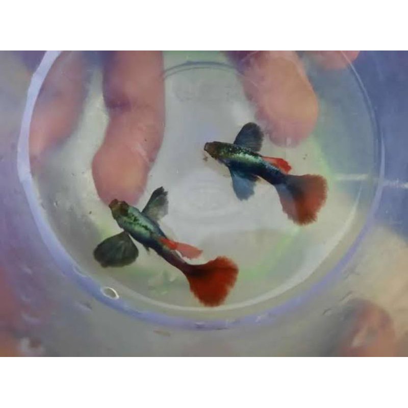 Ikan guppy prtde (Sepasang)