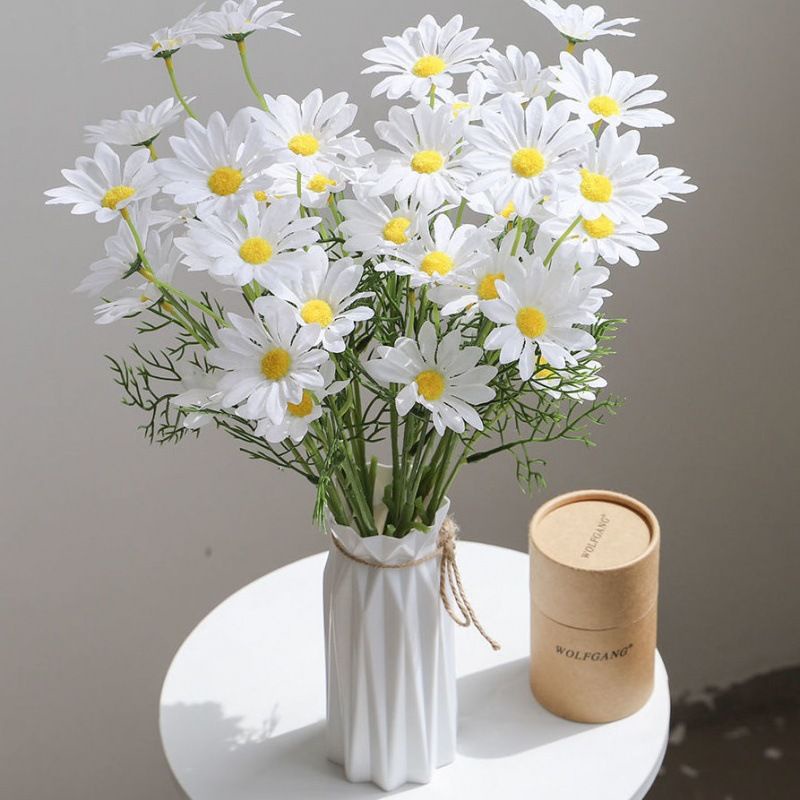 Bunga Chamomile Holland / Cosmos Daisy ( Tanpa Pot )