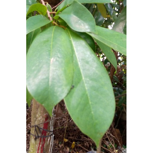 

daun sirsak segar