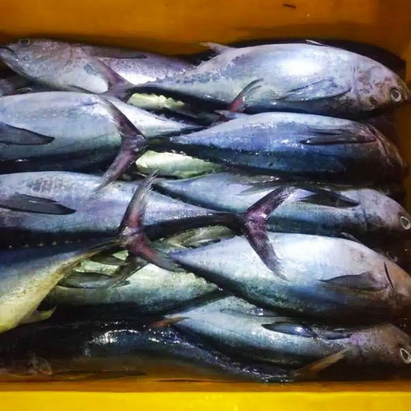 

Ikan Segar - Ikan Tongkol 1 Kg