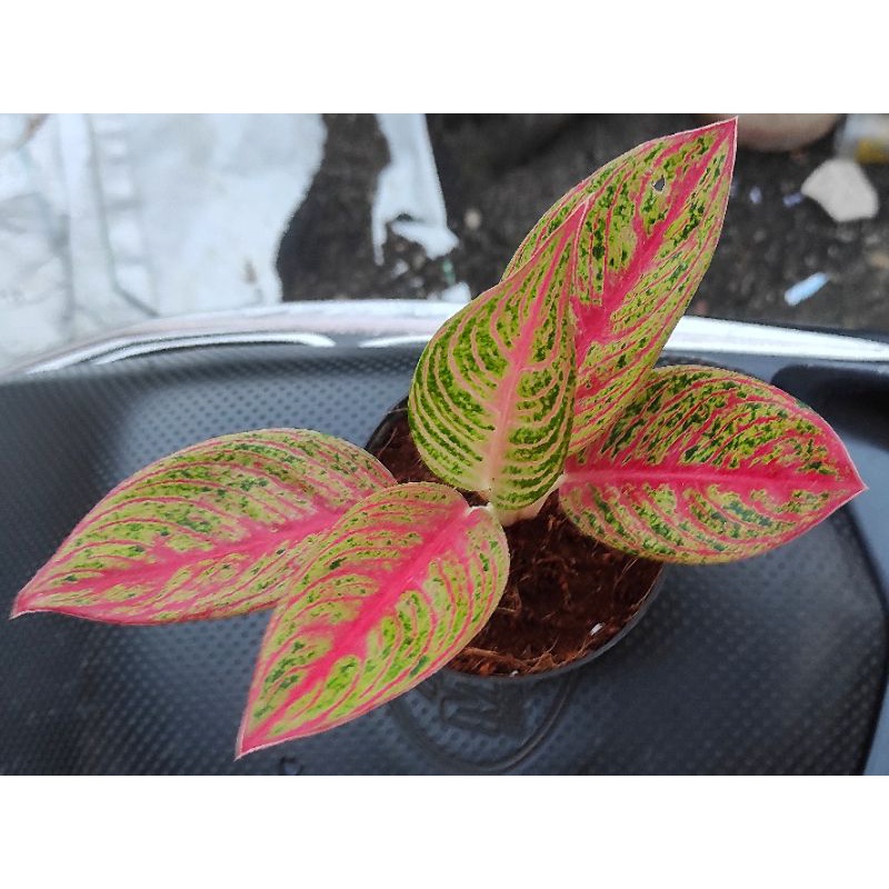 Aglonema Super Red Legacy tulang ikan