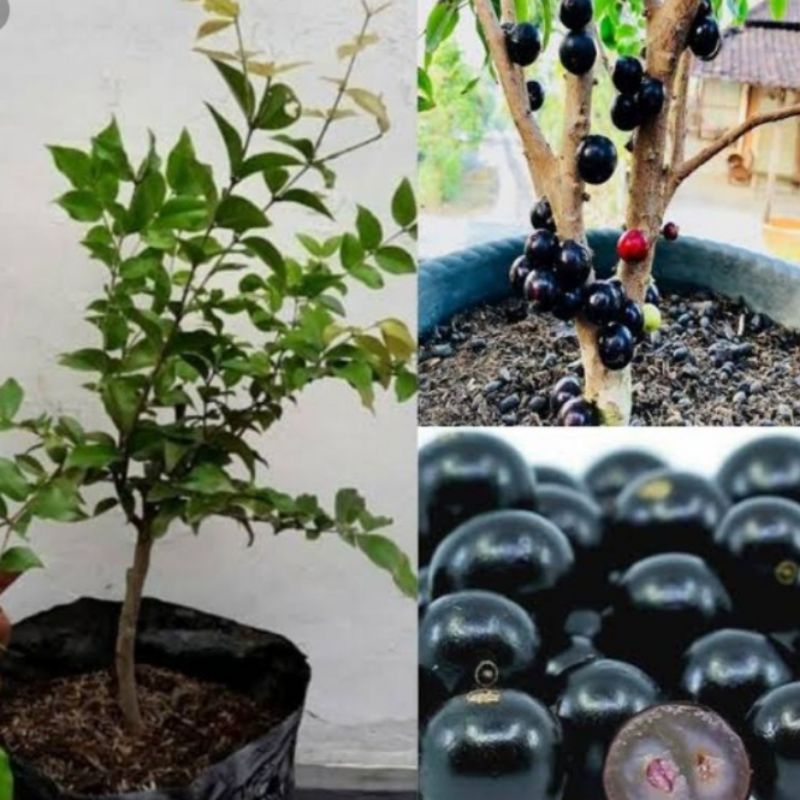 Bibit Anggur Preco / Anggur Pohon / Jaboticaba Anggur Impor Bibit Hasil Stek Cepat Berbuah Cocok Unt