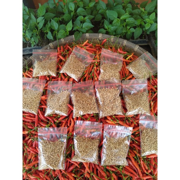 BENIH CABE RAWIT LOKAL - MINAHASA