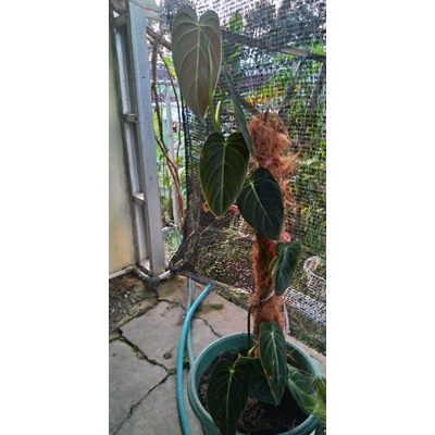 philodendron melanochrysum