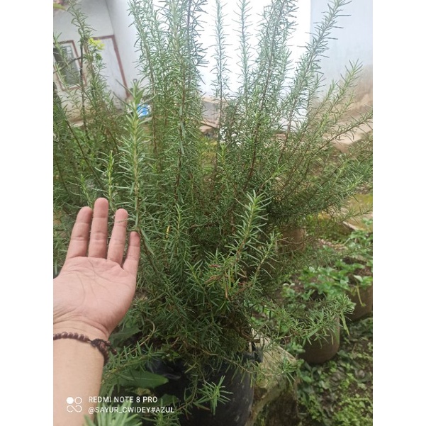 

rosemerry 50 grm