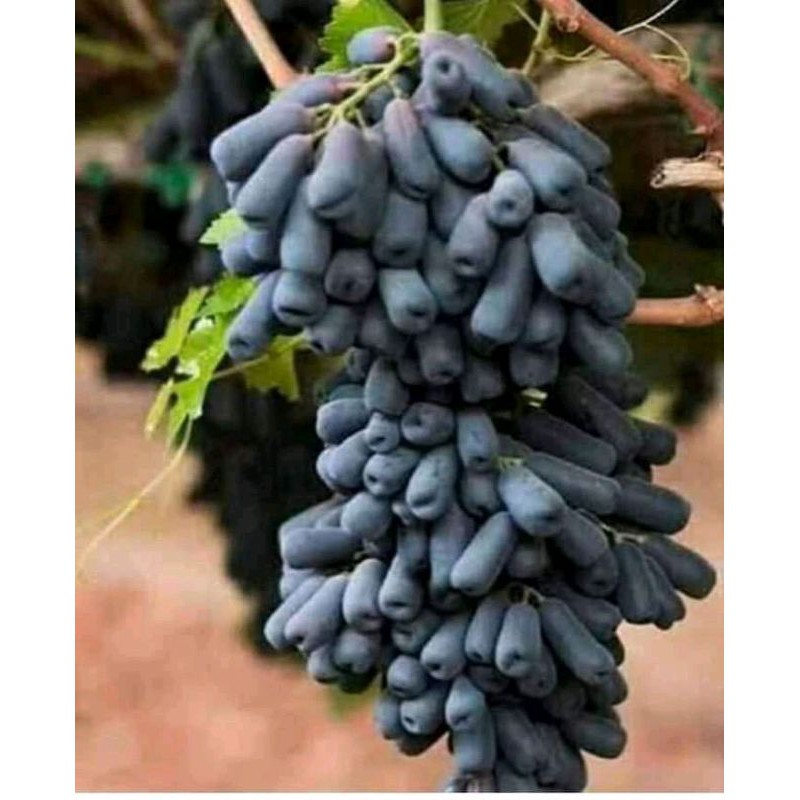 

anggur super