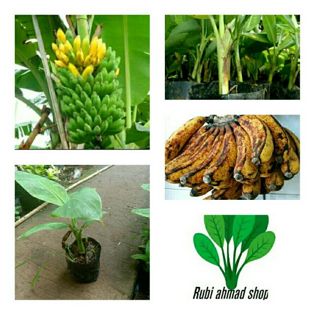 Bibit pohon pisang barangan- bibit pisang barangan