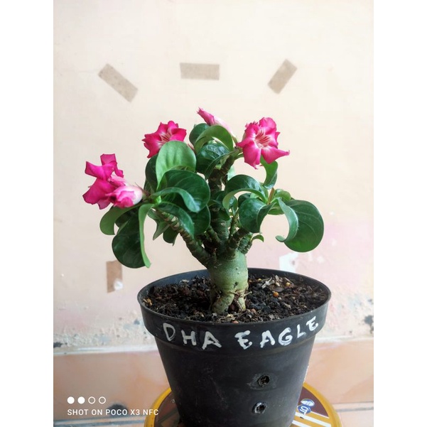Adenium DHA Eagle