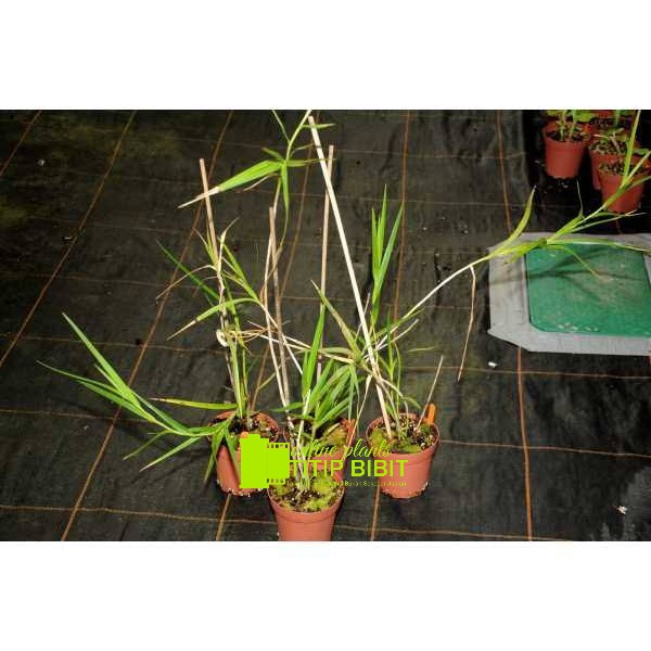 Anggrek spesies Arundina graminifolia