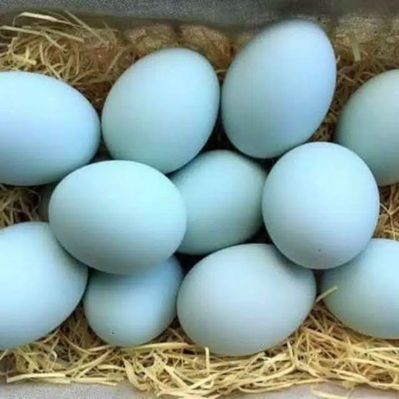 

Telur bebek mentah / pcs