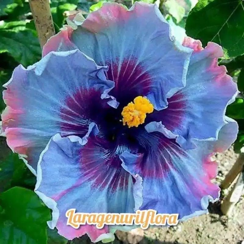 

Kamboja adenium mixx rainbow(bibit)