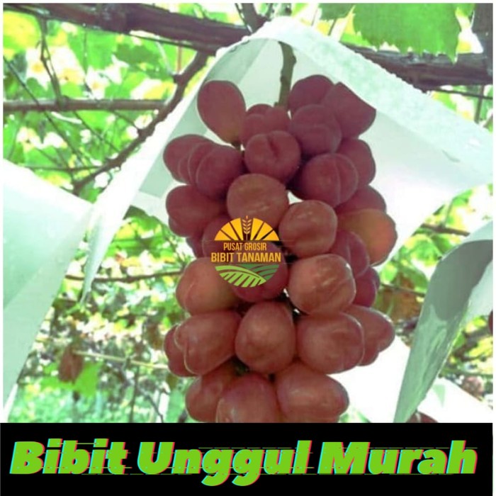 Bibit anggur import Nina Queen / Queen Nina Grafting Siap Berbuah