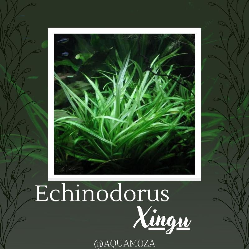 Echinodorus Xingu ( Tanaman Aquascape Tanpa Co2 )